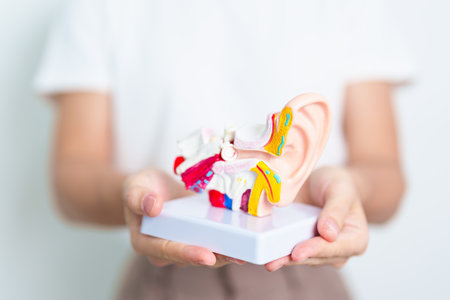 Woman holding human Ear anatomy model. Ear disease, Atresia, Otitis Media, Pertorated Eardrum,...