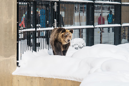 Grizzly Bear or Ursus arctos yesoensis at Asahiyama Zoo in winter season. landmark and popular for...