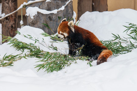 Red panda, Ailurus fulgens or lesser panda at Asahiyama Zoo in winter season. landmark and popular...