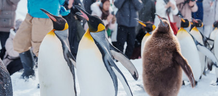 King Penguin parade walking on snow at Asahiyama Zoo in winter season. landmark and popular for tourists attractions in Asahikawa, Hokkaido, Japan. Travel and Vacation conceptの写真素材