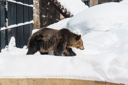 Grizzly Bear or Ursus arctos yesoensis at Asahiyama Zoo in winter season. landmark and popular for tourists attractions in Asahikawa, Hokkaido, Japan. Travel and Vacation conceptの写真素材