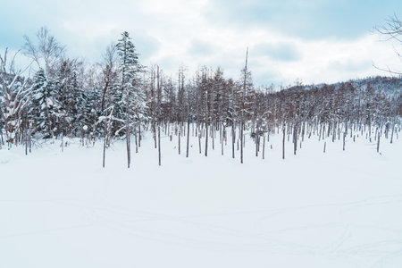 Biei Blue Pond with Snow in winter season. landmark and popular for attractions in Hokkaido, Japan. Travel and Vacation conceptの写真素材