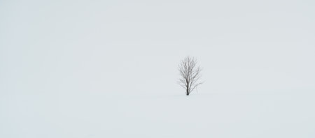 Alone Tree with Snow in winter season at Biei Patchwork Road landmark and popular for attractions in Hokkaido, Japan. Travel and Vacation conceptの写真素材