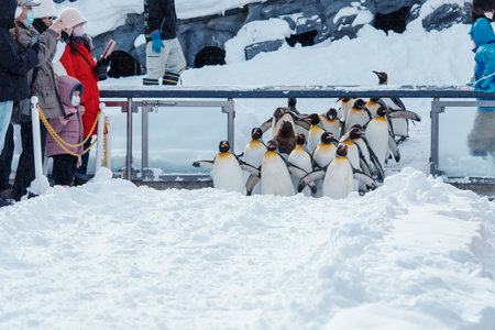 King Penguin parade walking on snow at Asahiyama Zoo in winter season. landmark and popular for tourists attractions. Asahikawa, Hokkaido, Japan, 3 February 2023のeditorial素材
