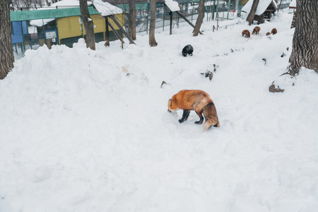 Cute fox on snow in winter season at Zao fox village, Miyagi prefecture, Japan. landmark and popular...