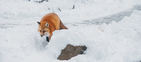 Cute fox on snow in winter season at Zao fox village, Miyagi prefecture, Japan. landmark and popular for tourists attraction near Sendai, Tohoku region, Japan. Travel and Vacation conceptの写真素材