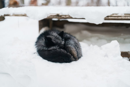 Cute fox on snow in winter season at Zao fox village, Miyagi prefecture, Japan. landmark and popular for tourists attraction near Sendai, Tohoku region, Japan. Travel and Vacation conceptの写真素材
