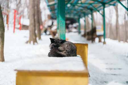 Cute fox on snow in winter season at Zao fox village, Miyagi prefecture, Japan. landmark and popular...