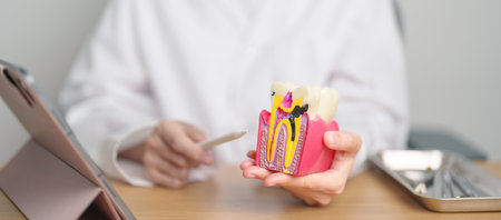 Dentist with tooth Anatomy model. Oral Teeth decay and disease, Scrape off tartar. March Oral health, Dentist Day, False Teeth. Toothache and Children Dental Health Month and Orthodontic Health Dayの写真素材