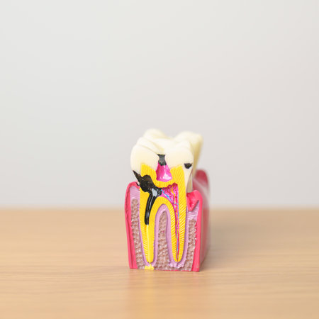 tooth Anatomy model. Oral Teeth decay and disease, Scrape off tartar. March Oral health, Dentist Day, False Teeth. Toothache and Children Dental Health Month and Orthodontic Health Dayの写真素材