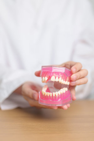 Dentist with tooth Anatomy model. Oral Teeth and disease, Scrape off tartar. March Oral health, Dentist Day, False Teeth. Toothache and Children Dental Health Month and Orthodontic Health Dayの写真素材