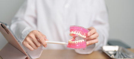 Dentist with tooth Anatomy model. Oral Teeth and disease, Scrape off tartar. March Oral health,...