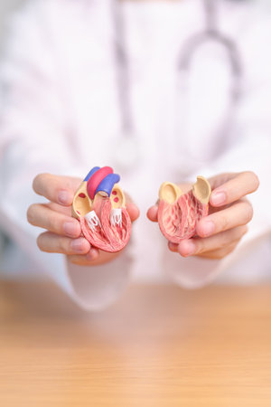 Doctor hold human Heart anatomy model. Cardiovascular Diseases, Atherosclerosis, Hypertensive Heart, Valvular Heart, Aortopulmonary window, world Heart day and health conceptの写真素材