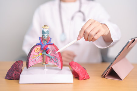 Doctor with Smoker and normal Lung anatomy for Disease. Lung Cancer, Asthma, Chronic Obstructive Pulmonary or COPD, Bronchitis, Emphysema, Cystic Fibrosis, Bronchiectasis, Pneumonia and world Lung dayの写真素材