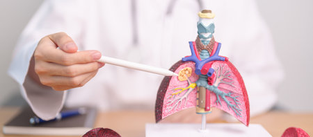 Doctor with Smoker and normal Lung anatomy for Disease. Lung Cancer, Asthma, Chronic Obstructive Pulmonary or COPD, Bronchitis, Emphysema, Cystic Fibrosis, Bronchiectasis, Pneumonia and world Lung dayの写真素材