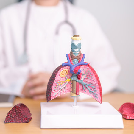 Doctor with Smoker and normal Lung anatomy for Disease. Lung Cancer, Asthma, Chronic Obstructive Pulmonary or COPD, Bronchitis, Emphysema, Cystic Fibrosis, Bronchiectasis, Pneumonia and world Lung dayの写真素材