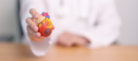 Doctor hold human Heart anatomy model. Cardiovascular Diseases, Atherosclerosis, Hypertensive Heart,...