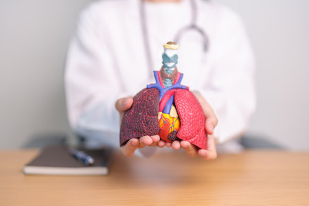 Doctor hold heart Cardiovascular and Respiratory anatomy for Disease. Lung Cancer, Asthma, Chronic Obstructive Pulmonary or COPD, Bronchitis, Emphysema, Cystic Fibrosis, Bronchiectasis, Pneumoniaの写真素材