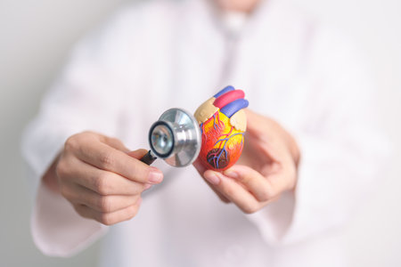 Doctor hold Heart anatomy model with stethoscope. Cardiovascular Diseases, Atherosclerosis, Hypertensive Heart, Valvular Heart, Aortopulmonary window. world Heart day and health Insurance conceptの写真素材