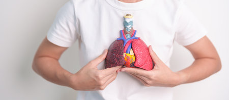 woman hold Respiratory system anatomy for Diseases. Lung Cancer, Asthma, Chronic Obstructive Pulmonary or COPD, Bronchitis, Emphysema, Cystic Fibrosis, Bronchiectasis, Pneumonia and Pleural Effusionの写真素材