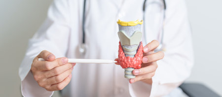 Doctor with human Thyroid anatomy model. Hyperthyroidism, Hypothyroidism, Hashimoto Thyroiditis, Thyroid Tumor and Cancer, Postpartum, Papillary Carcinoma and Health conceptの写真素材