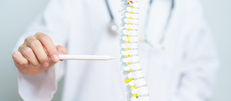 Doctor with human Spine anatomy model. Spinal Cord Disorder and disease, Back pain, Lumbar, Sacral pelvis, Cervical neck, Thoracic, Coccyx, Orthopedist, chiropractic, Office Syndrome and healthの写真素材