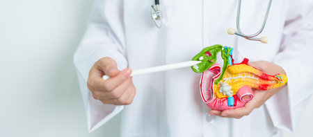 Doctor with human Pancreatitis anatomy model with Pancreas, Gallbladder, Bile Duct, Duodenum, Small intestine. Pancreatic cancer, Acute and Chronic pancreatitis,  Digestive system and Health conceptの写真素材