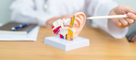 Doctor with human Ear anatomy model. Ear disease, Atresia, Otitis Media, Pertorated Eardrum, Meniere syndrome, otolaryngologist, Ageing Hearing Loss, Schwannoma and Healthの写真素材