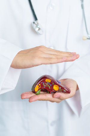 Doctor with human Liver anatomy model. Liver cancer and Tumor, Jaundice, Viral Hepatitis A, B, C, D, E, Cirrhosis, Failure, Enlarged, Hepatic Encephalopathy, Ascites Fluid in Belly and health conceptの写真素材