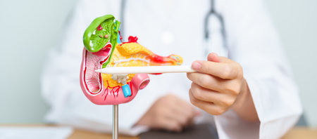 Doctor with human Pancreatitis anatomy model with Pancreas, Gallbladder, Bile Duct, Duodenum, Small intestine and tablet. Pancreatic cancer, acute pancreatitis and Digestive systemの写真素材