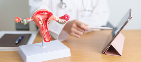 Doctor with Uterus and Ovaries anatomy model and tablet. Ovarian and Cervical cancer, Cervix disorder, Endometriosis, Hysterectomy, Uterine fibroids, Reproductive system, Pregnancyの写真素材