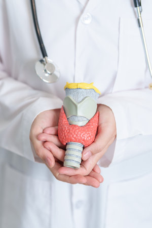 Doctor with human Thyroid anatomy model. Hyperthyroidism, Hypothyroidism, Hashimoto Thyroiditis,...