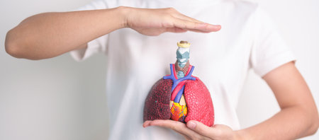 Hand cover Respiratory and Cardiovascular system anatomy. Lung Cancer, Asthma, Chronic Obstructive Pulmonary or COPD, Bronchitis, Emphysema, Cystic Fibrosis, Bronchiectasis, Pneumonia.Health Insuranceの写真素材