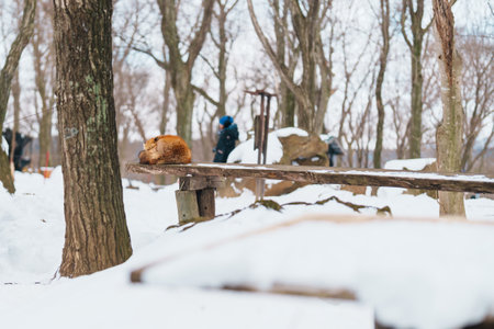 Cute fox on snow in winter season at Zao fox village, Miyagi prefecture, Japan. landmark and popular for tourists attraction near Sendai, Tohoku region, Japan. Travel and Vacation conceptの写真素材