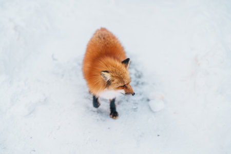 Cute fox on snow in winter season at Zao fox village, Miyagi prefecture, Japan. landmark and popular...