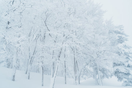 View of Snow monster in Winter day at Mount Zao, Yamagata prefecture, Japan. powder snow covered in frosty weather. Travel, Adventure and Vacation backgroundの写真素材