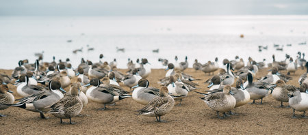 teal Ducks and Swan at Lake Inawashiro in winter in Fukushima Prefecture, Tohoku Region, Japan....