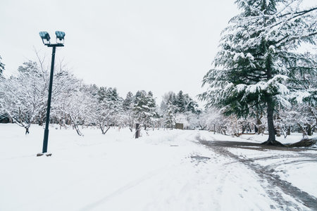 White snow on tree branches in winter season. natural backgroundの写真素材