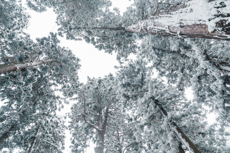 Pine trees covered with snow in winter season. Beautiful winter background and wallpaperの写真素材