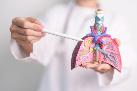 Doctor with Smoker and normal Lung anatomy for Disease. Lung Cancer, Asthma, Chronic Obstructive Pulmonary or COPD, Bronchitis, Emphysema, Cystic Fibrosis, Bronchiectasis, Pneumonia and world Lung dayの写真素材