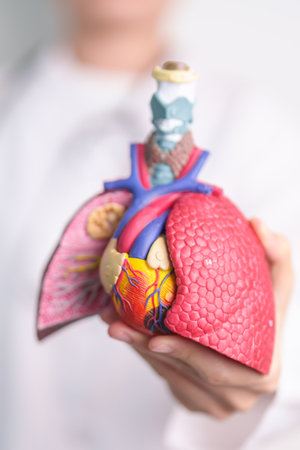 Doctor with Respiratory system anatomy for Diseases. Lung Cancer, Asthma, Chronic Obstructive...