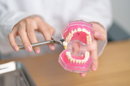 Dentist with tooth Anatomy model. Oral Teeth and disease, Scrape off tartar. March Oral health,...