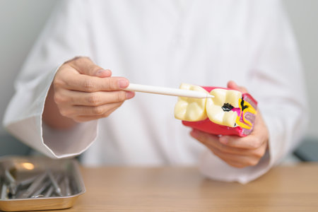 Dentist with tooth Anatomy model. Oral Teeth decay and disease, Scrape off tartar. March Oral health, Dentist Day, False Teeth. Toothache and Children Dental Health Month and Orthodontic Health Dayの写真素材
