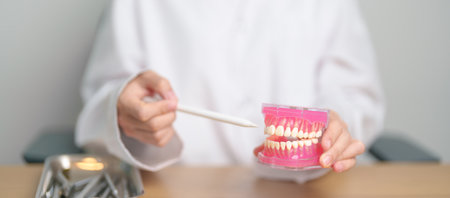 Dentist with tooth Anatomy model. Oral Teeth and disease, Scrape off tartar. March Oral health, Dentist Day, False Teeth. Toothache and Children Dental Health Month and Orthodontic Health Dayの写真素材