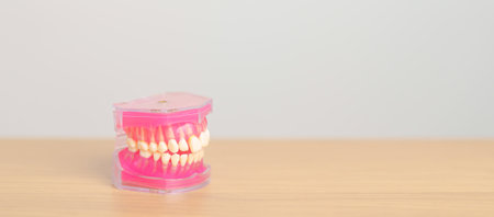 tooth Anatomy model. Oral Teeth and disease, Scrape off tartar. March Oral health, Dentist Day, False Teeth. Toothache and Children Dental Health Month and Orthodontic Health Dayの写真素材