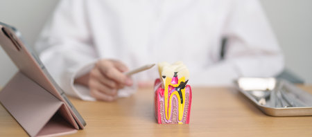 Dentist with tooth Anatomy model. Oral Teeth decay and disease, Scrape off tartar. March Oral health, Dentist Day, False Teeth. Toothache and Children Dental Health Month and Orthodontic Health Dayの写真素材
