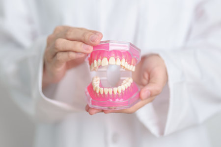 Dentist with tooth Anatomy model. Oral Teeth and disease, Scrape off tartar. March Oral health,...