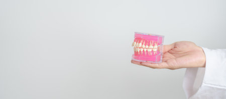 Dentist with tooth Anatomy model. Oral Teeth and disease, Scrape off tartar. March Oral health, Dentist Day, False Teeth. Toothache and Children Dental Health Month and Orthodontic Health Dayの写真素材