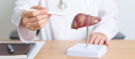 Doctor with human Liver anatomy model. Liver cancer and Tumor, Jaundice, Viral Hepatitis A, B, C, D, E, Cirrhosis, Failure, Enlarged, Hepatic Encephalopathy, Ascites Fluid in Belly and health conceptの写真素材