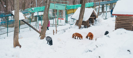 Cute fox on snow in winter season at Zao fox village, Miyagi prefecture, Japan. landmark and popular for tourists attraction near Sendai, Tohoku region, Japan. Travel and Vacation conceptの写真素材
